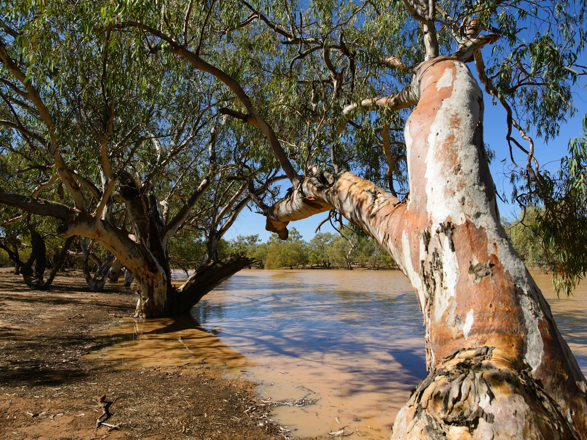 Caiwarro Waterhole Caiwarro Waterhole