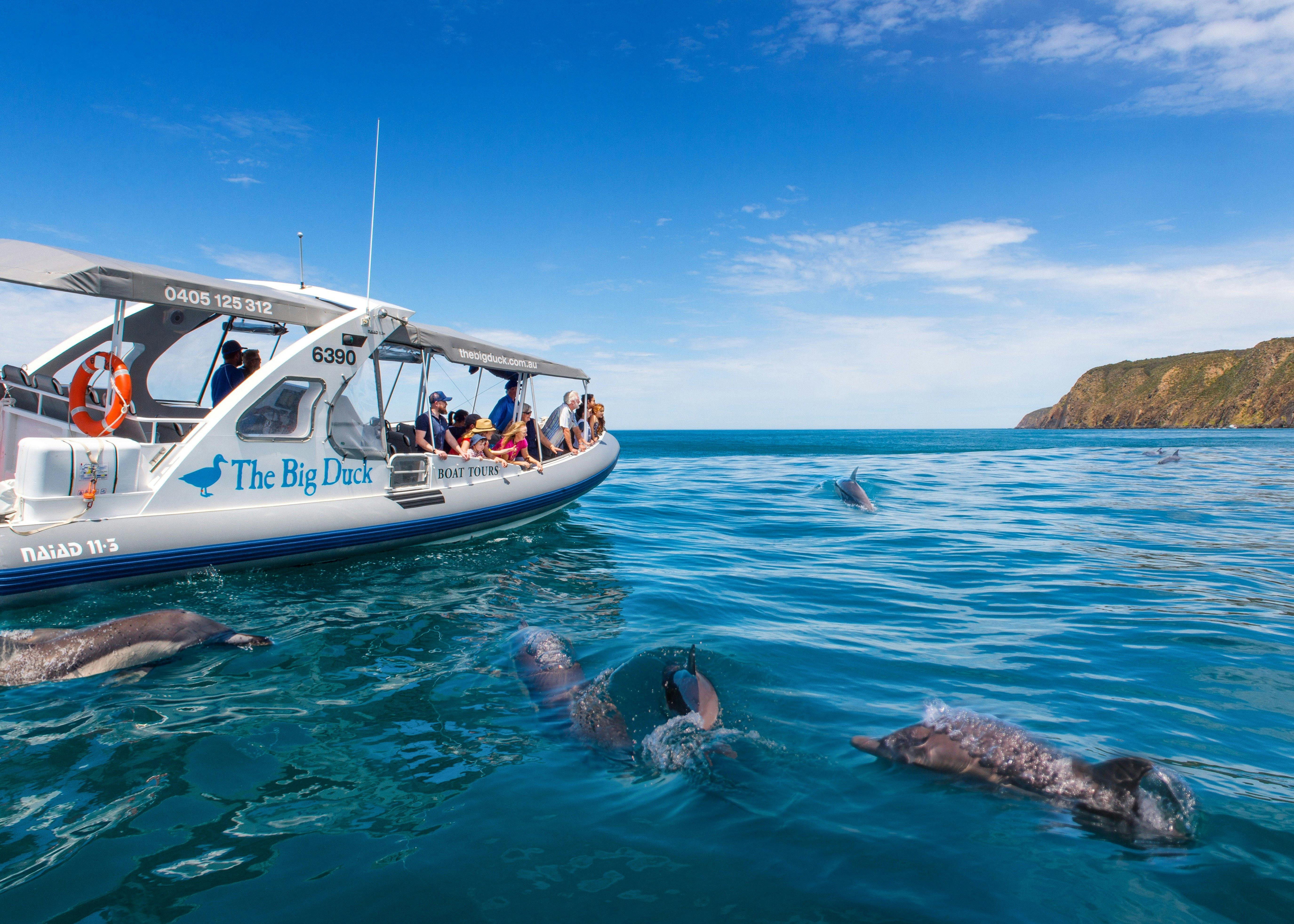 dolphins victor harbor encounter bay the big duck boat tour whales waitpinga cliffs seals sea lions