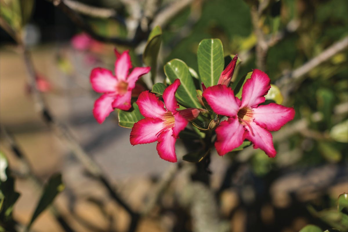 Mackay Regional Botanic Gardens