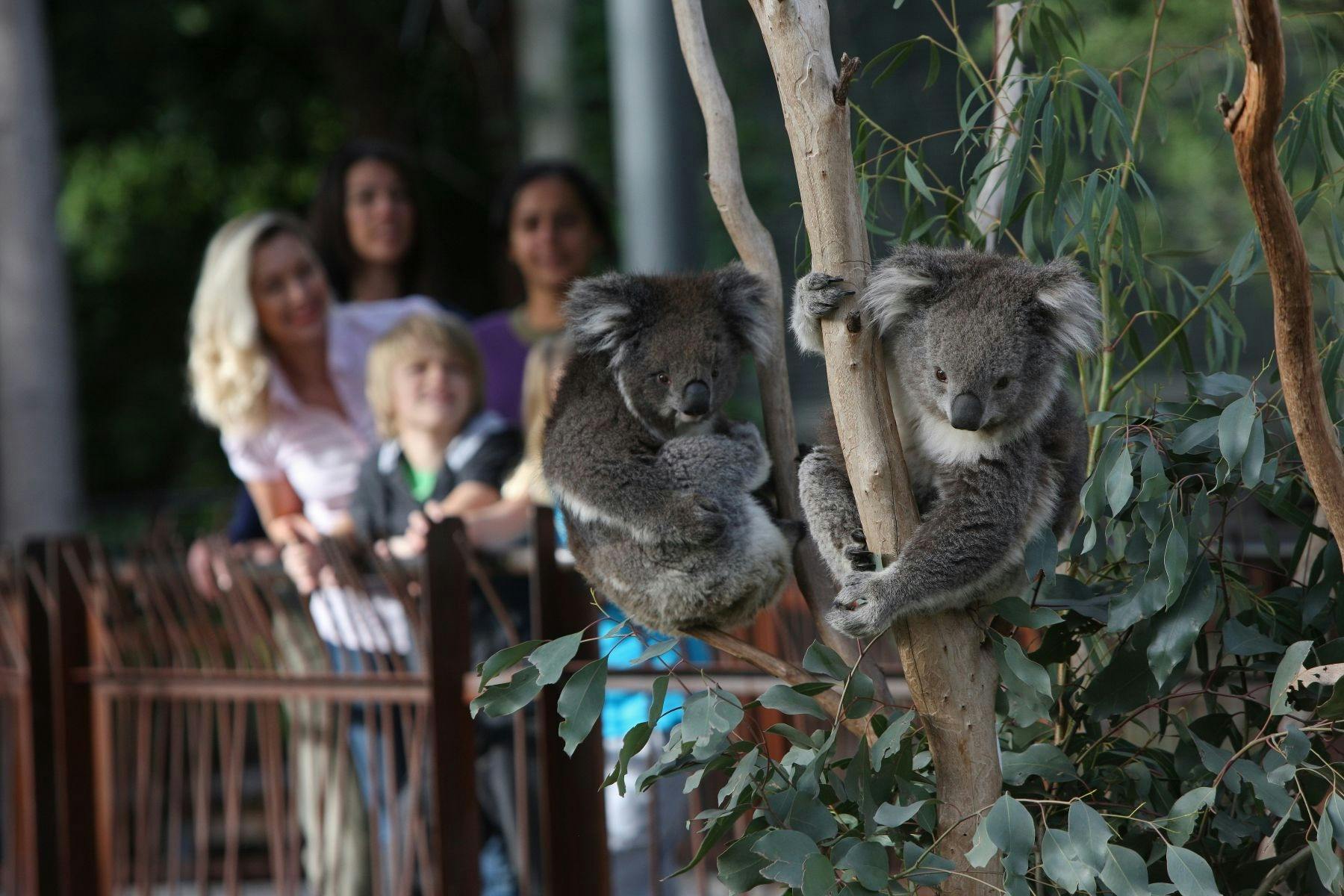 Australian Wildlife Experience at Melbourne Zoo