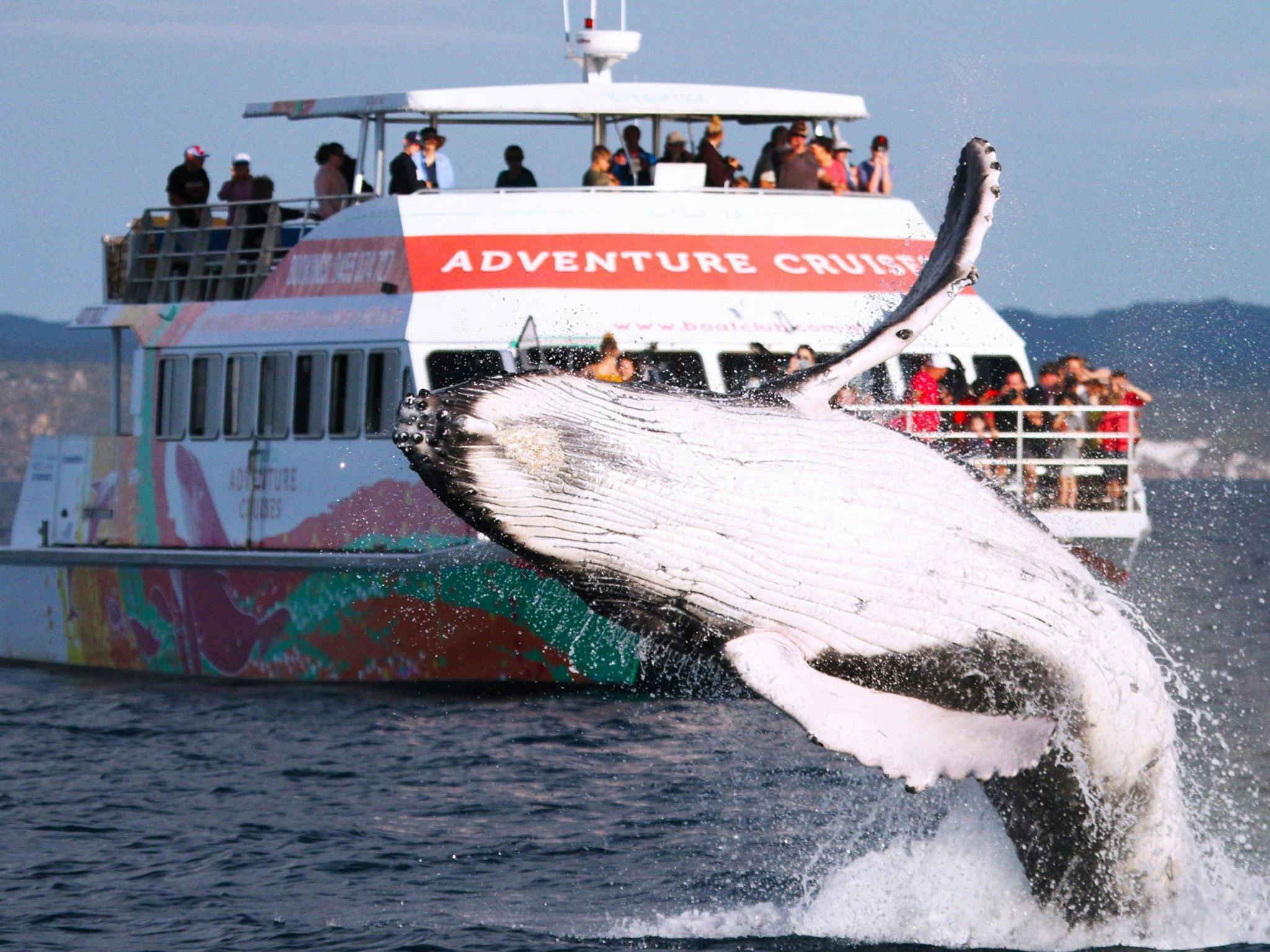 amaroo and whale