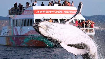 Boat Club Adventure Cruises Boat Club Adventure Cruises