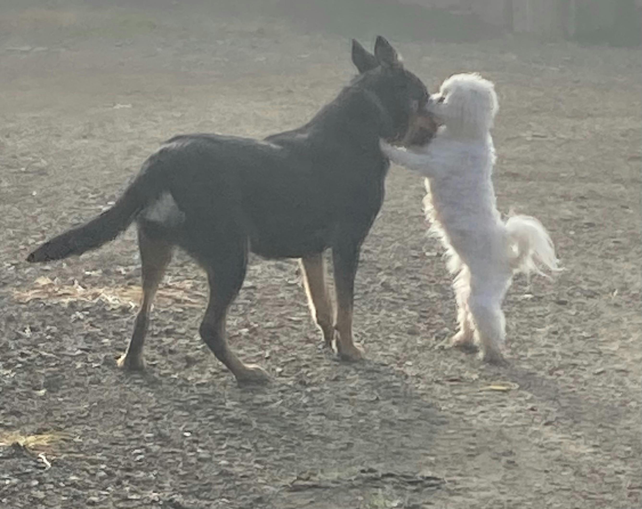 アシュマーの犬