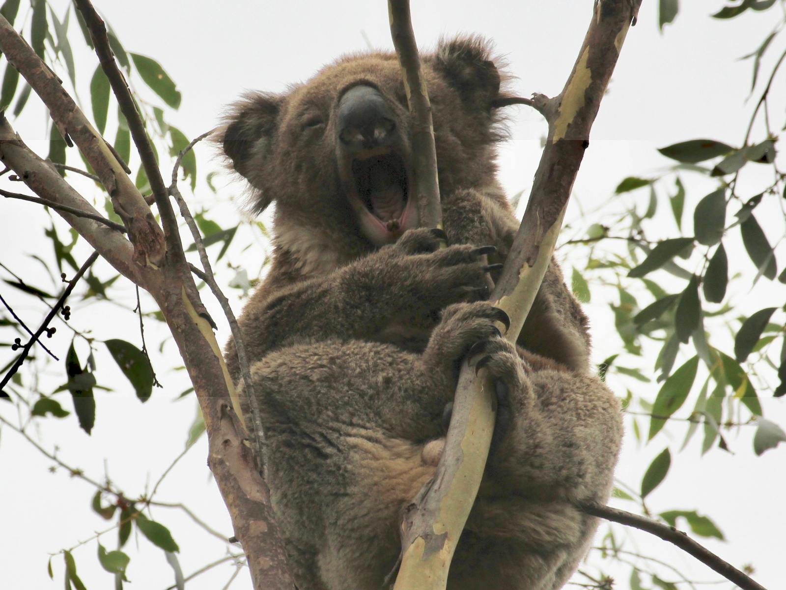 Koala in tree