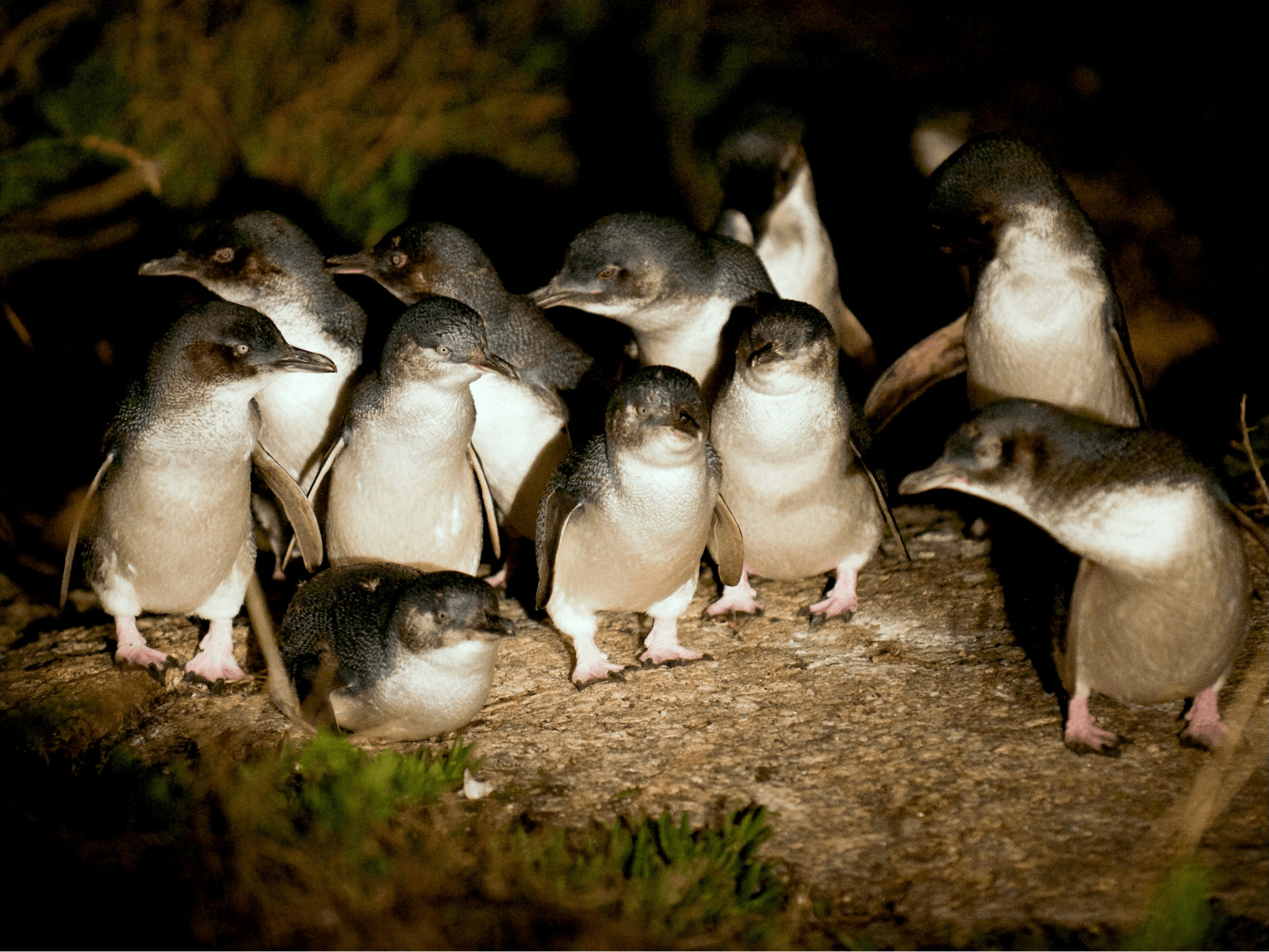 Penguins at dusk