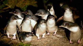 Penguins at dusk