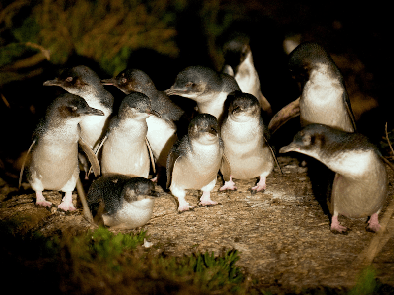 Bicheno Penguin Tours Map Bicheno Penguin Tours Map