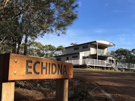 Echidna on Bruny