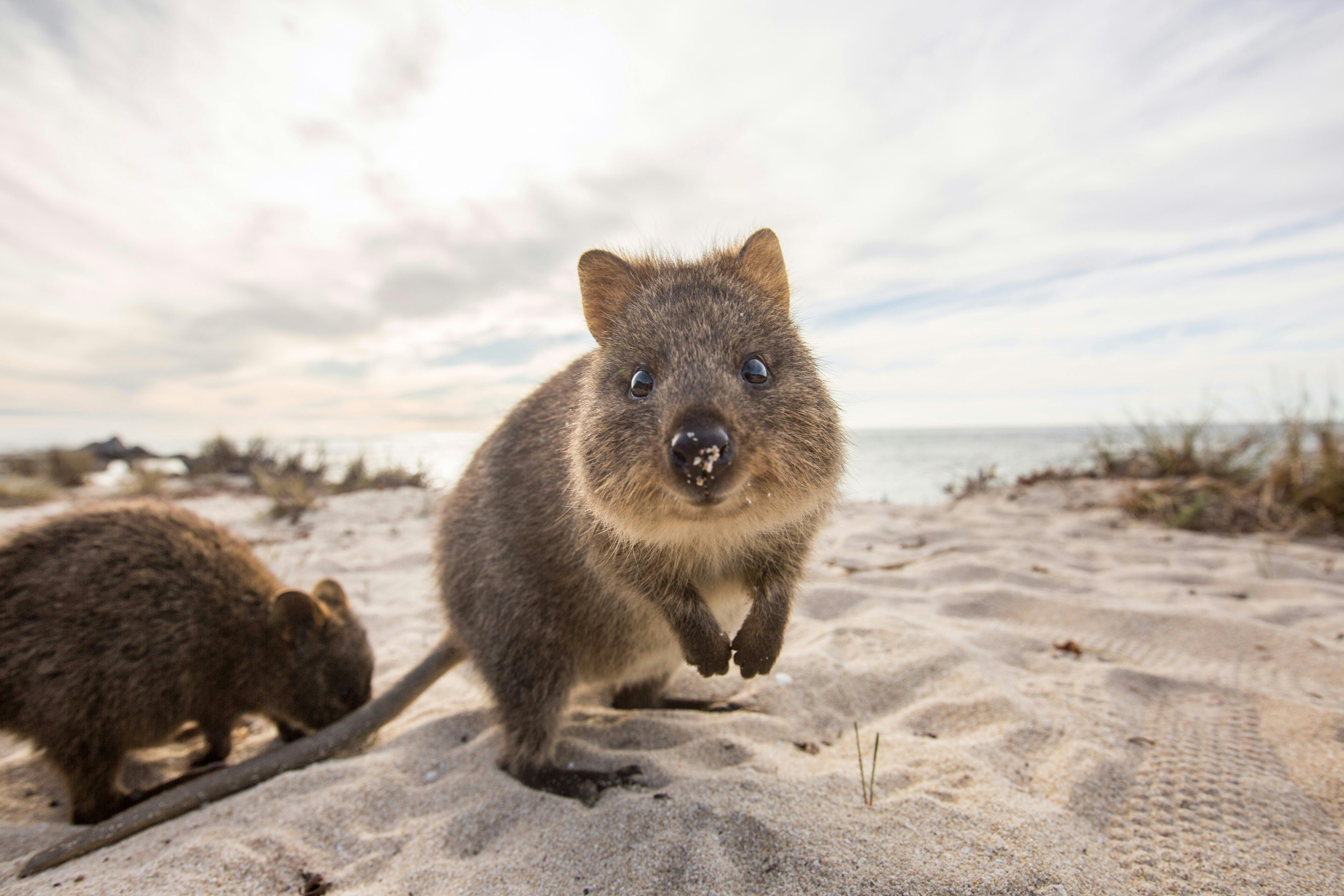 Meet a smiling quokka - the 'happiest animal in the world'!