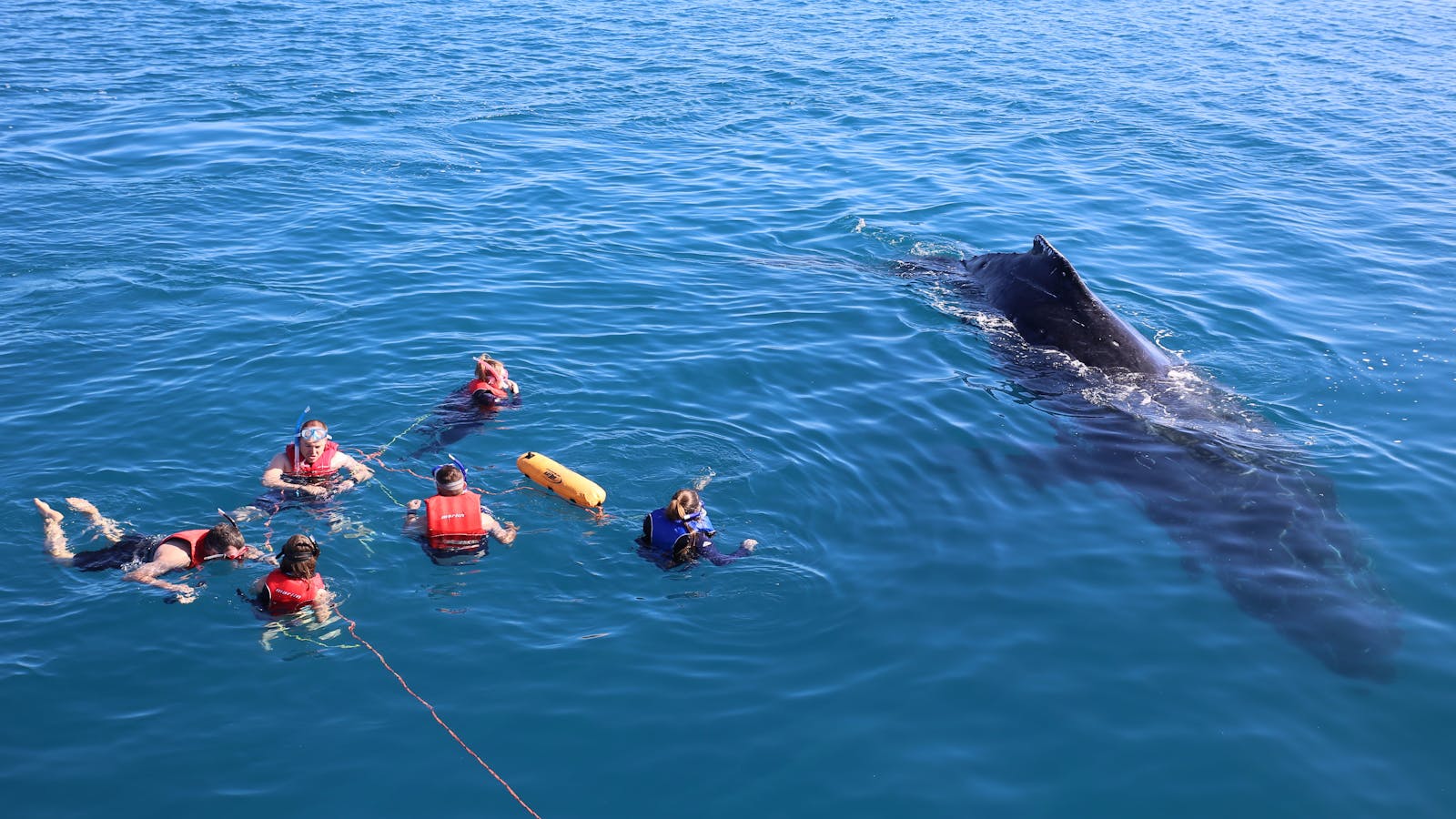 Whale Watching