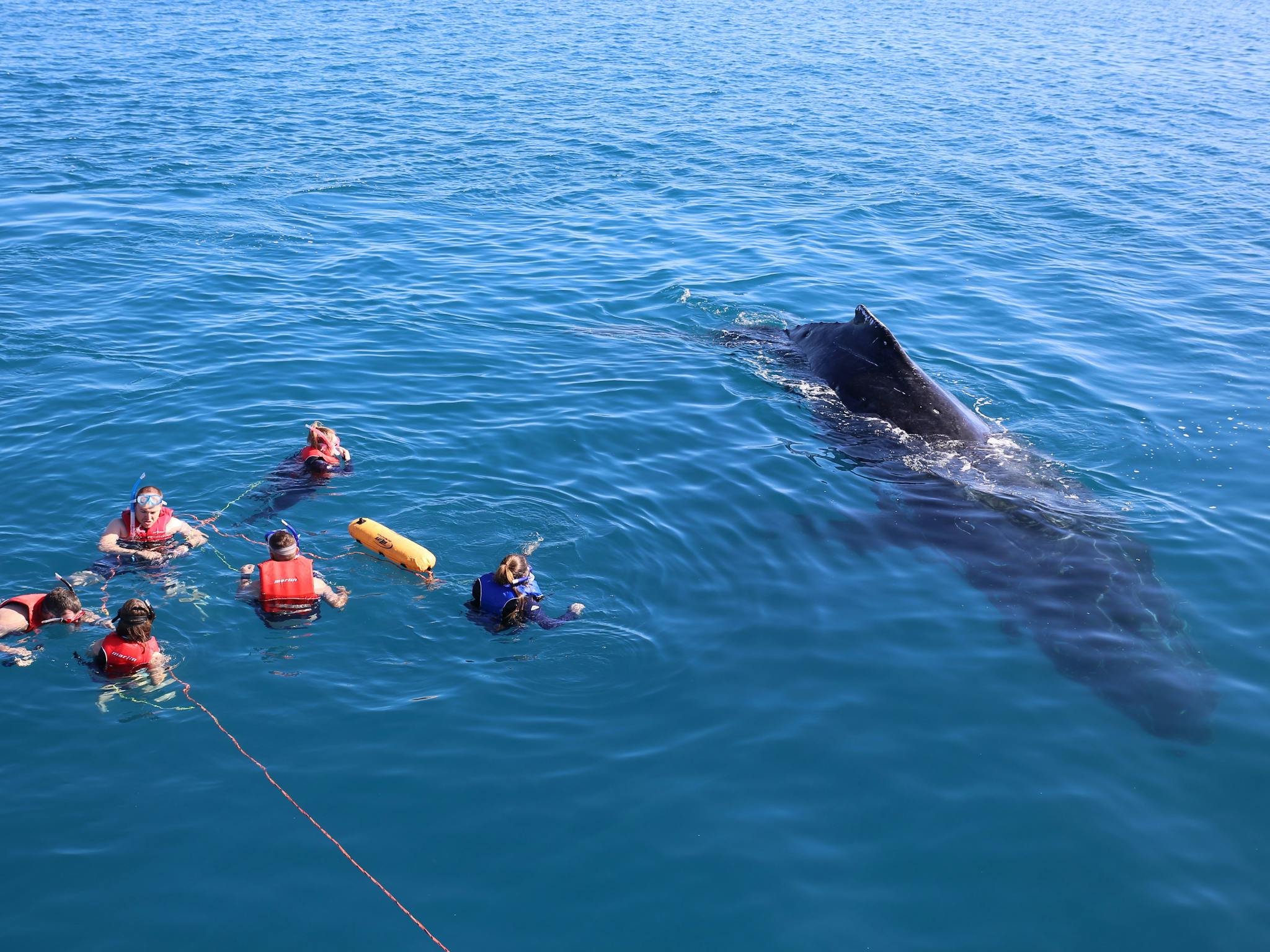 Swim with Whales