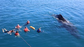 Whale Watching
