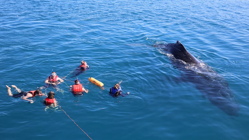 Whale Watching