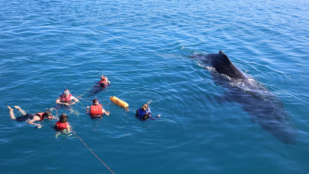 Whale Watching