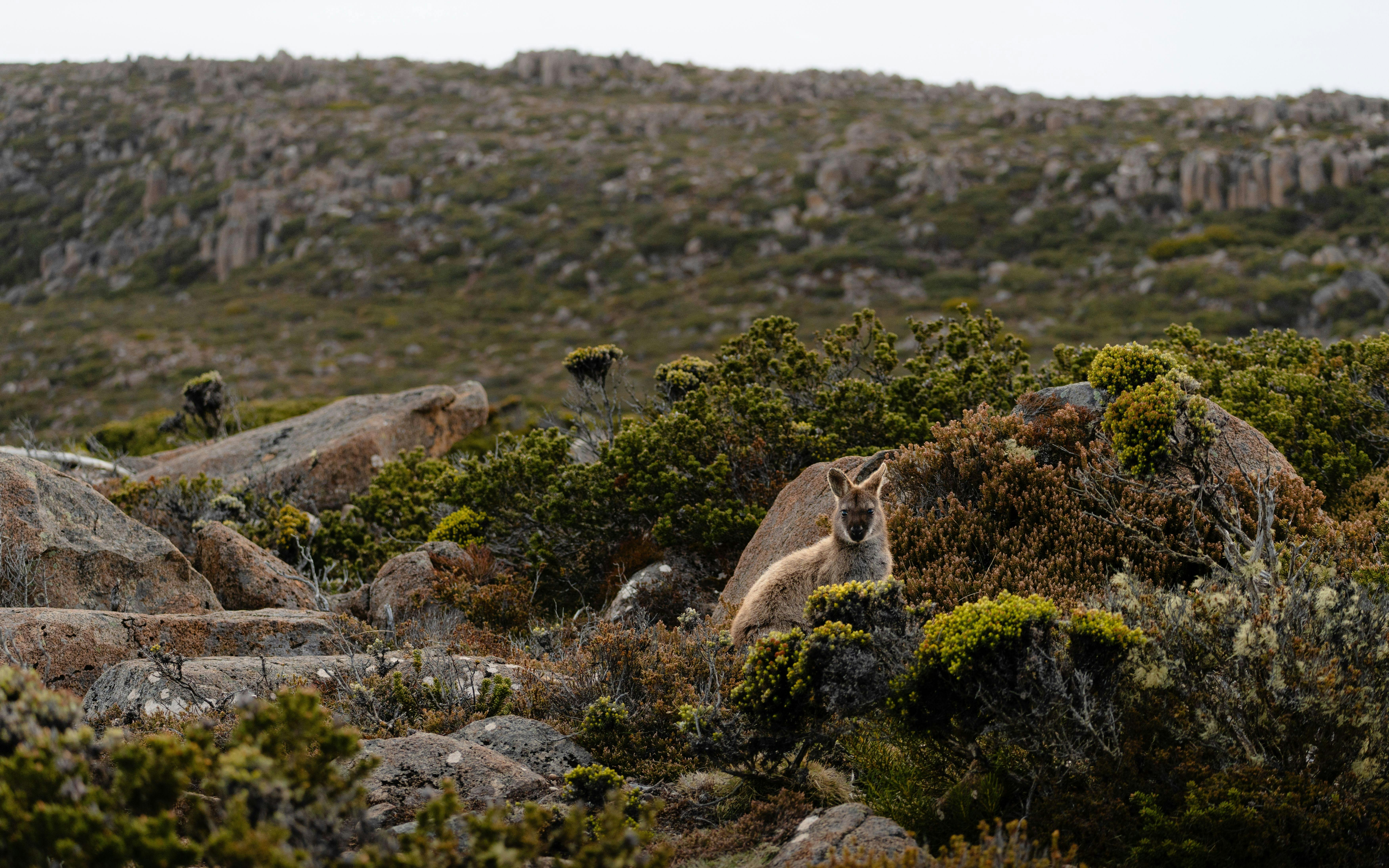 Wallaby at Mount Wellington
