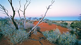 Red sand dunes, with grey vegetation and yellow flowers and dead tree. Golden grassland in backgroun