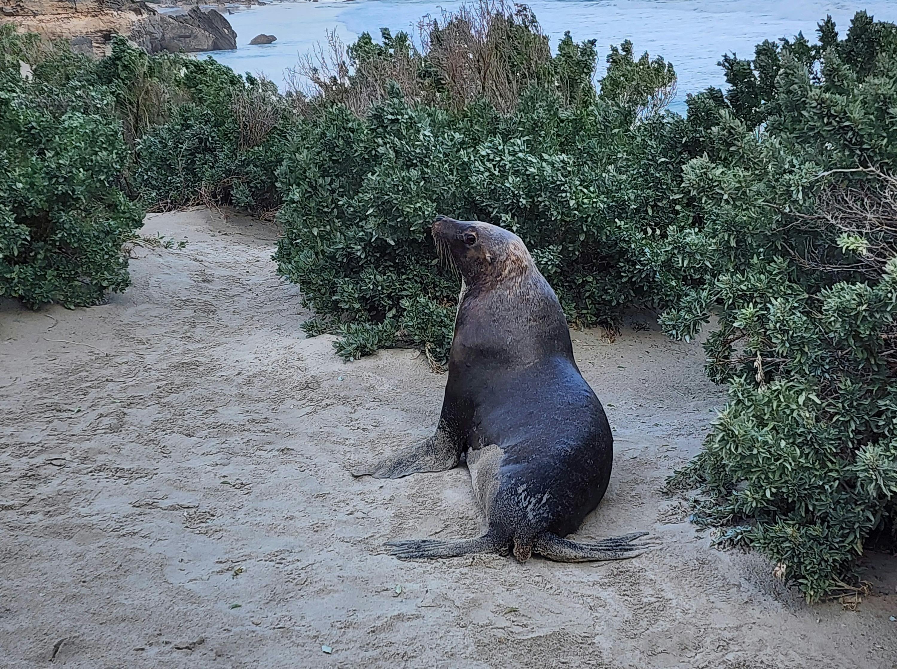 Sea lion at Seal Bay Conservation Park, Kangaroo Island