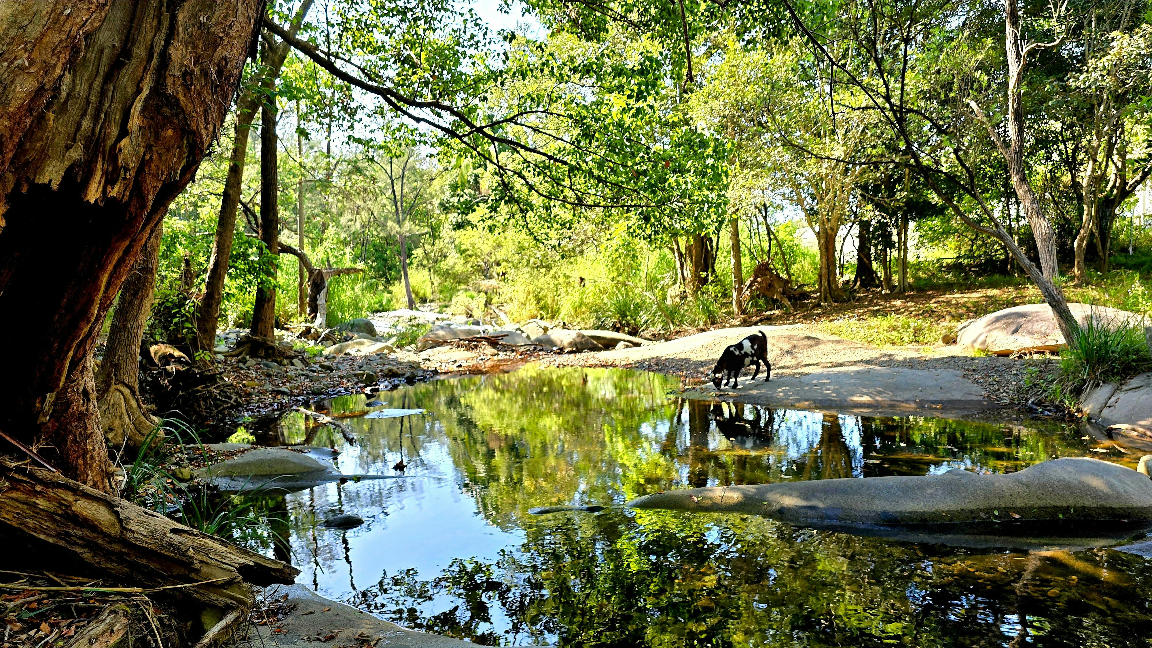 The South Pine River is a tranquil space to relax beside or explore when staying at Fig Tree Farm.