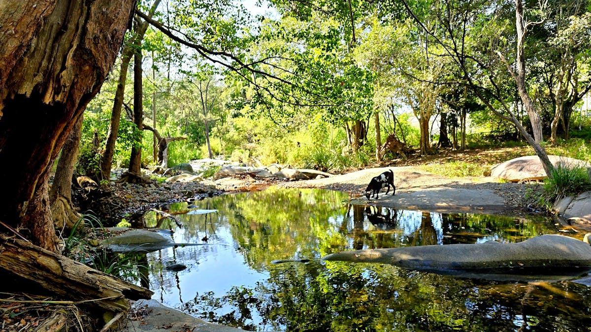 Explore the tranquil river when staying at Fig Tree Farm B&B. Explore the tranquil river when staying at Fig Tree Farm B&B.