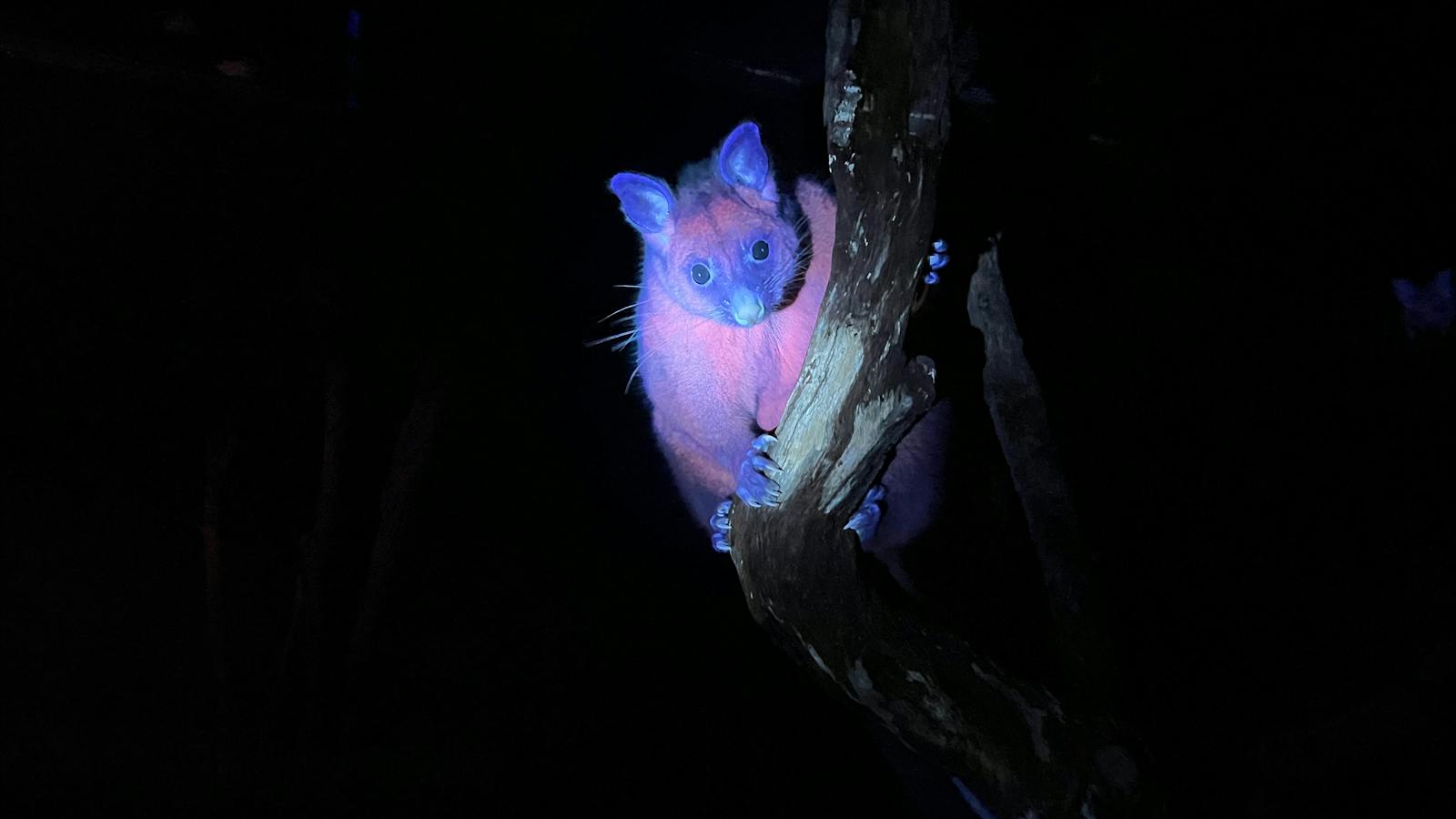 Brushtail Possum glowing pink