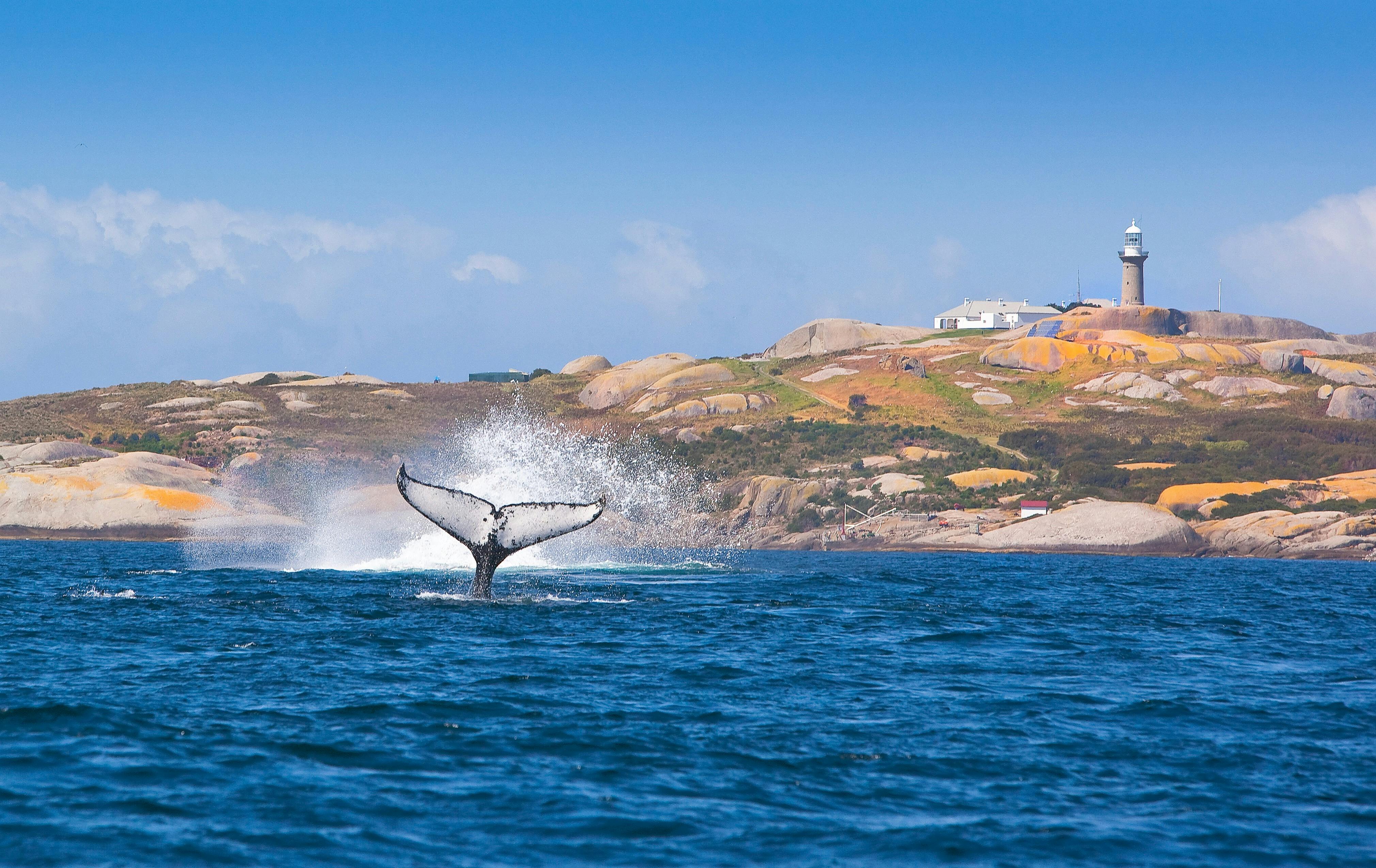 Whale Watching and Montague Island Morning Tour