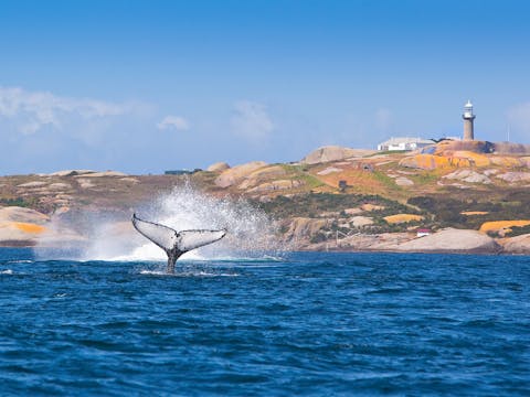 Whale Watching and Montague Island Morning Tour