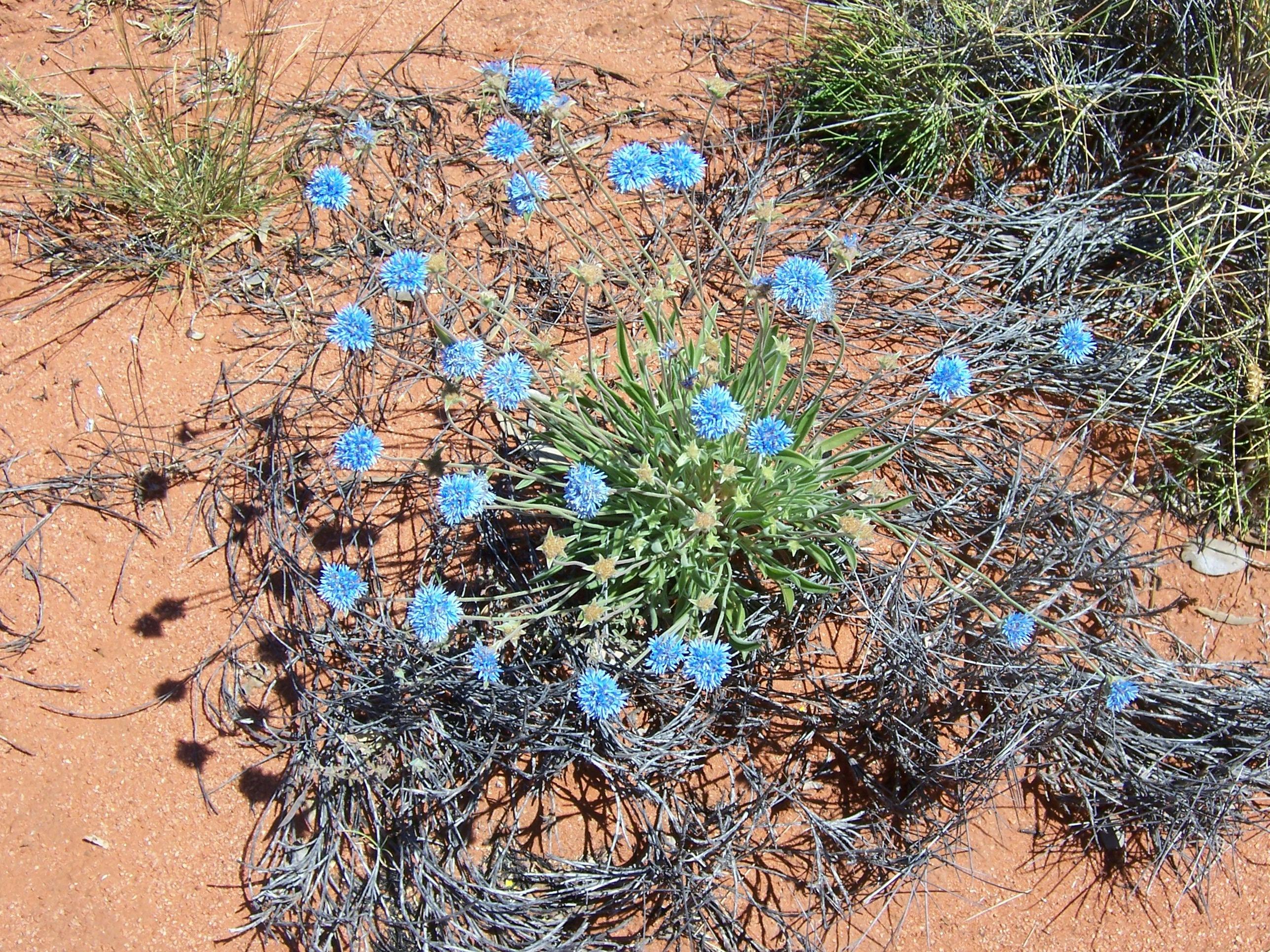 Wildflowers