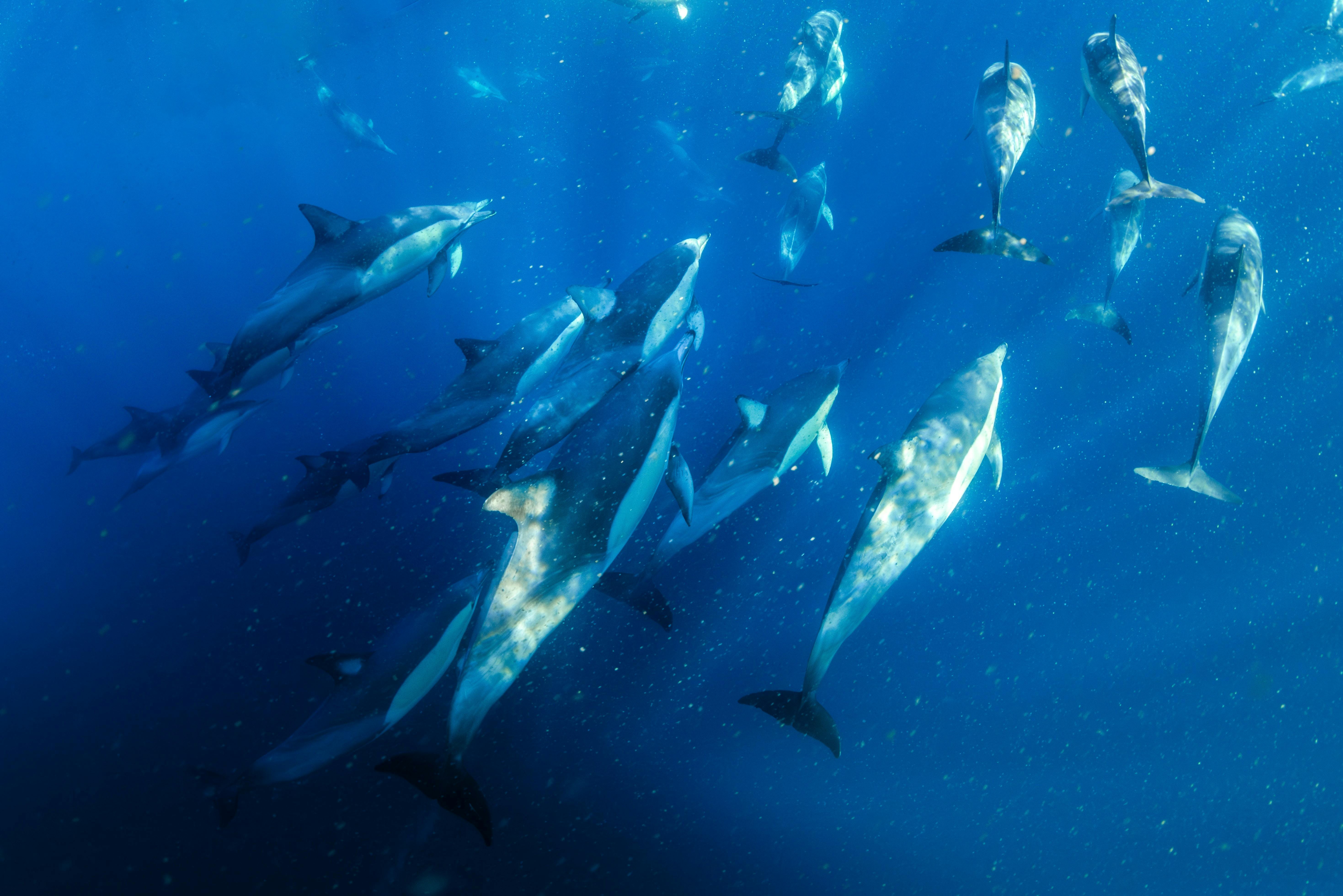 Dolphins swimming from above in blue water