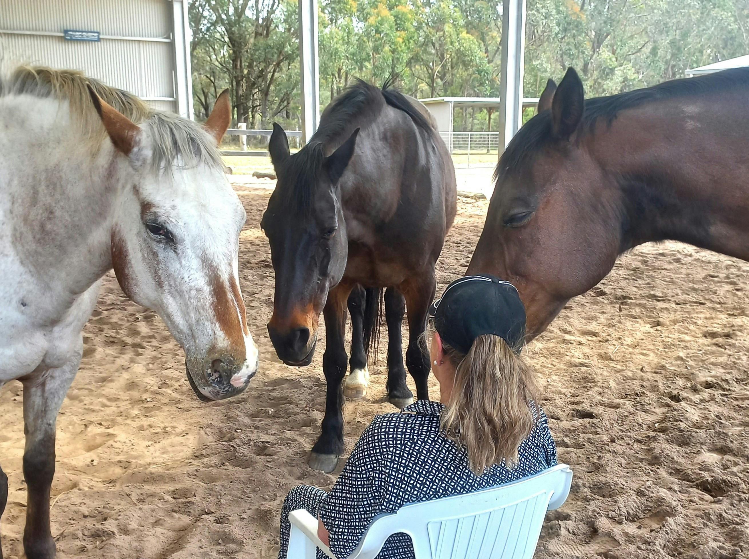 person sitting on chair surrounded by horses