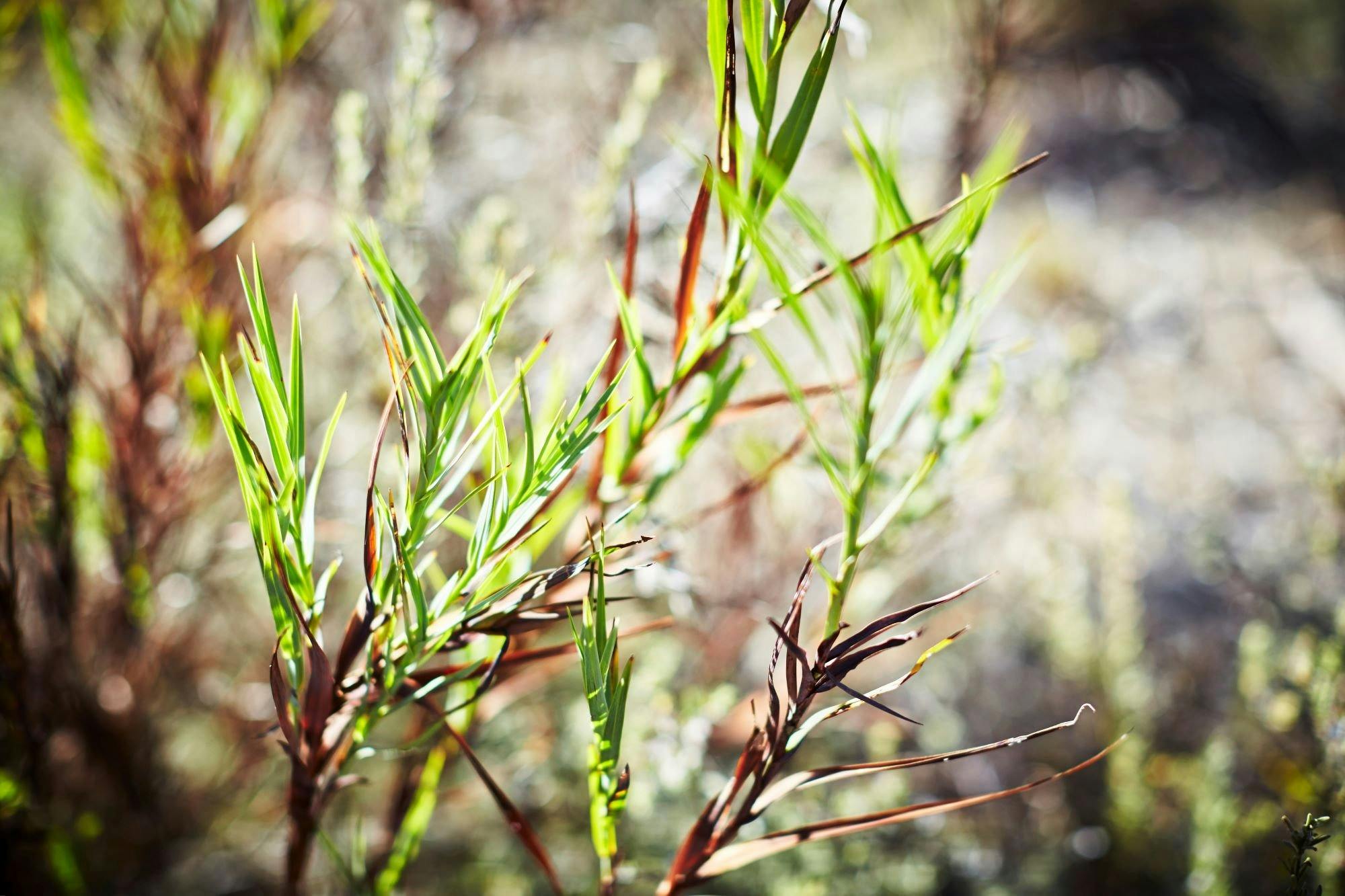 Native plant with bright green leaves and brown stems with the sun coming through at sunrise