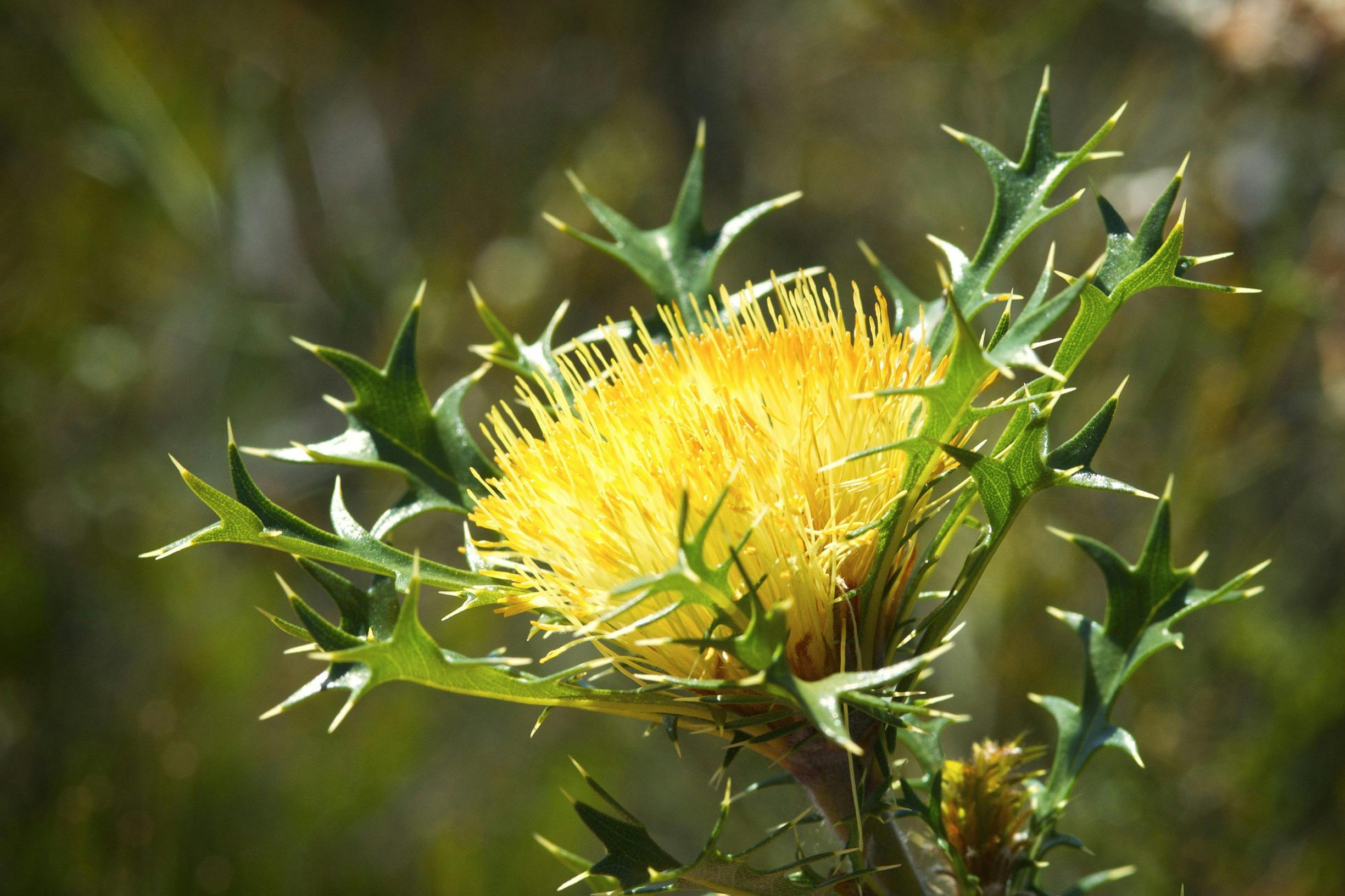 Esperance Wildflower Trail, Narrogin, Western Australia