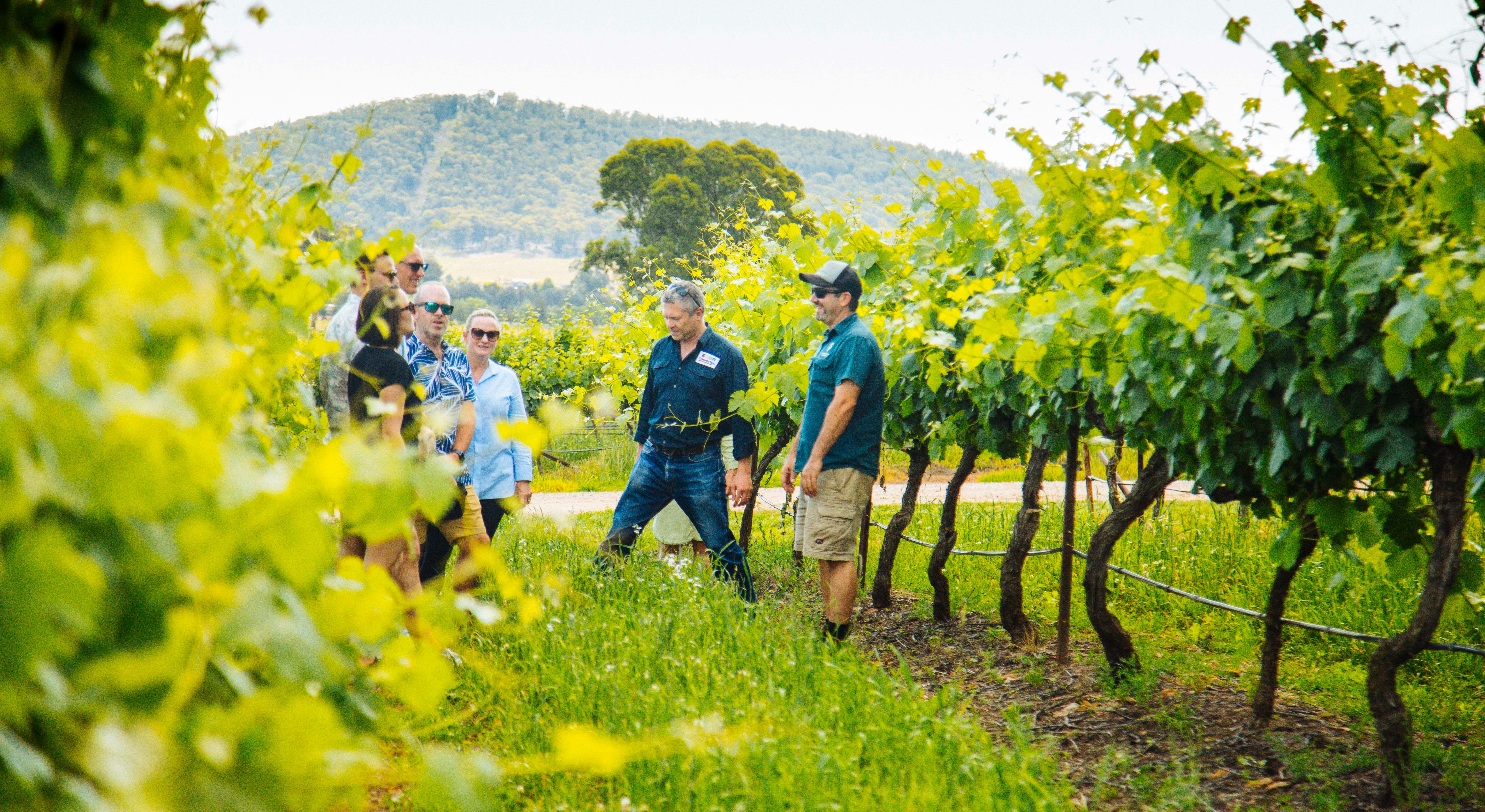 People standing amongst the grape vines on a guided tour