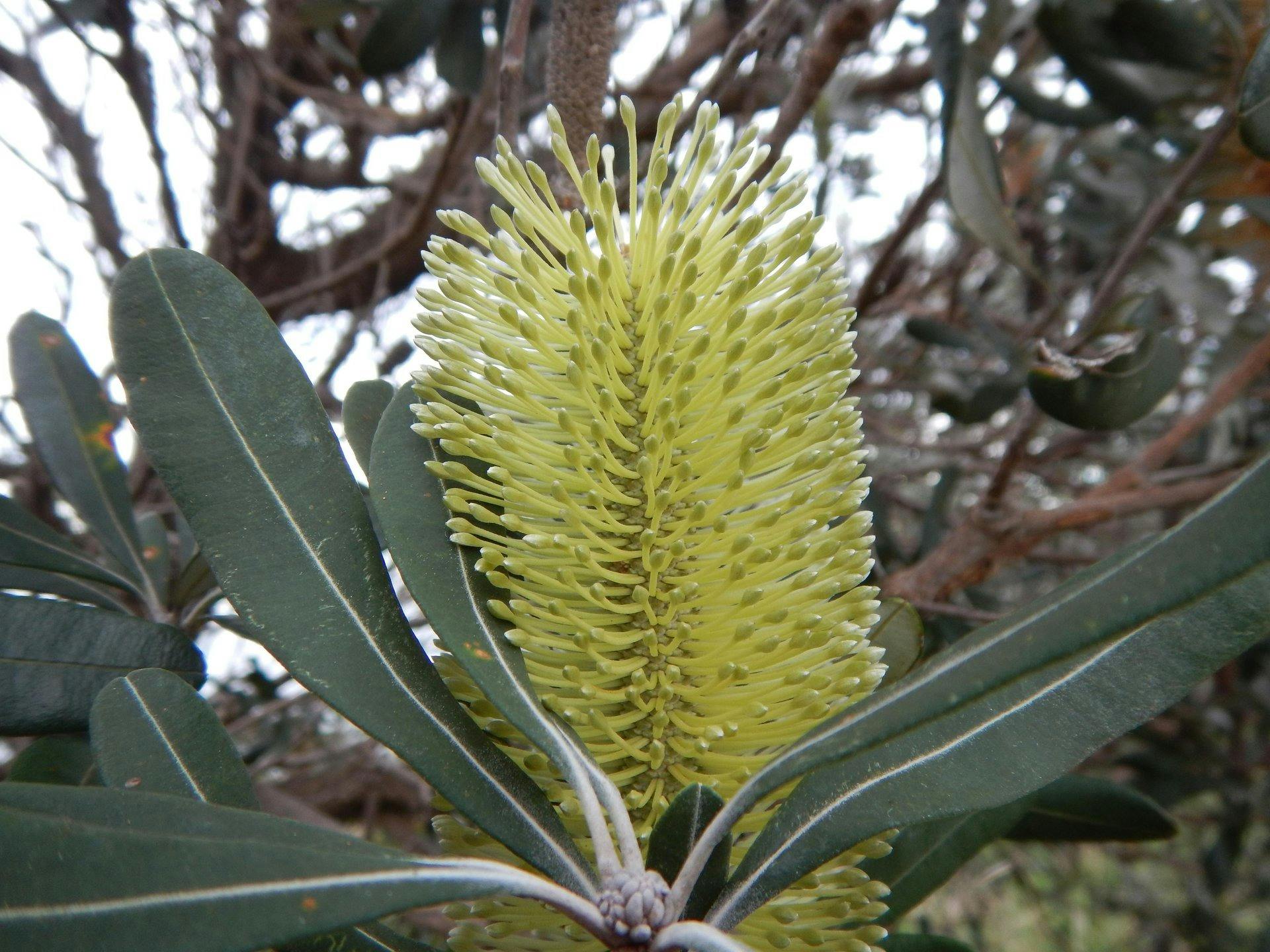 Banksia Integrifolia is an endemic species native to the east coast of Australia