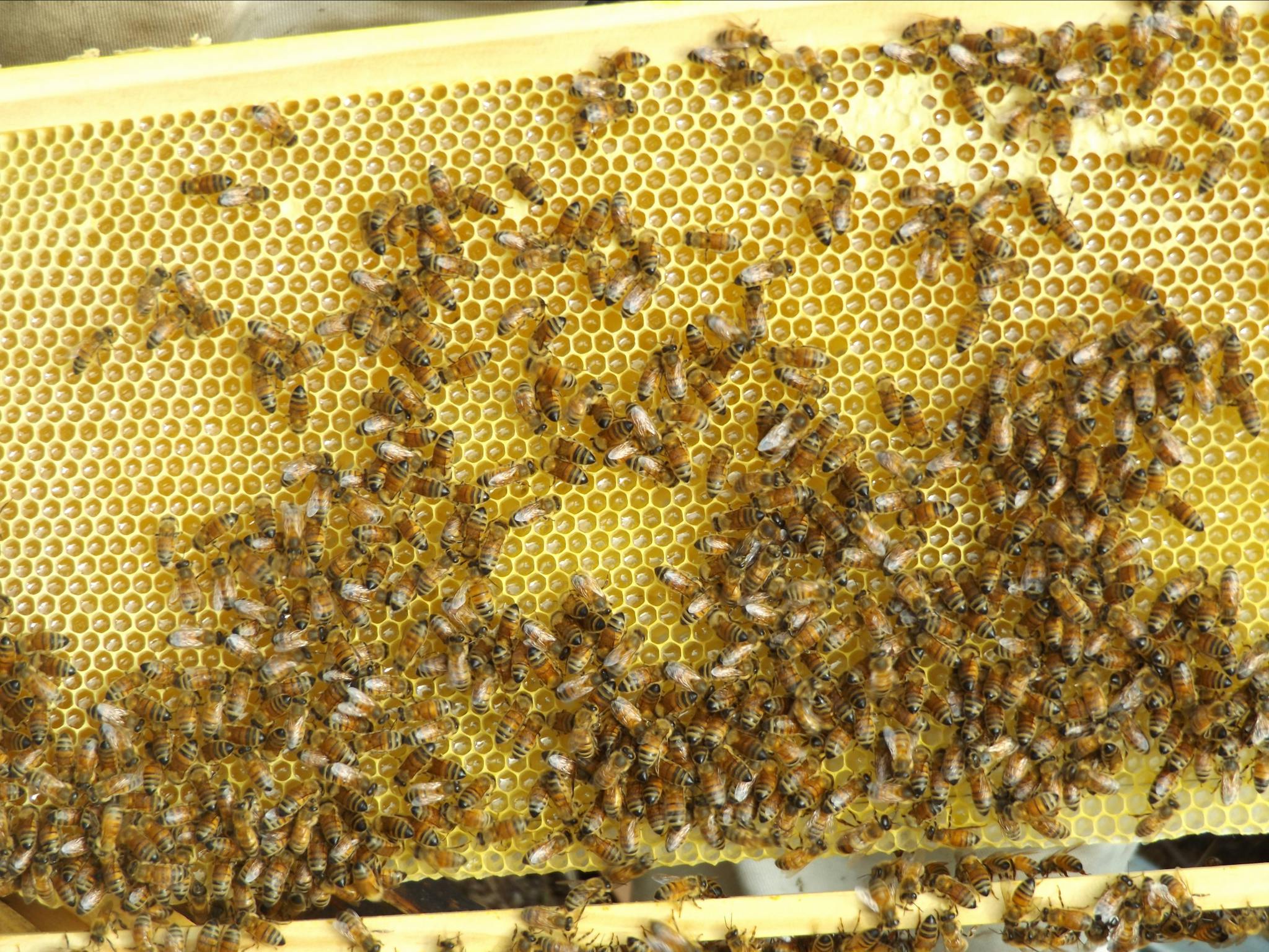 Making honey
