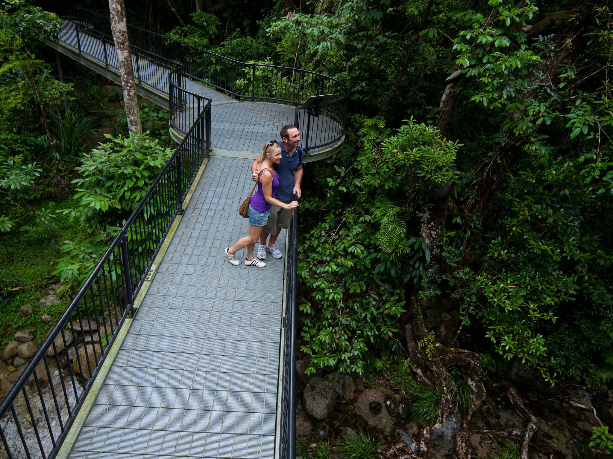 Walk amongst the giant ferns Walk amongst the giant ferns