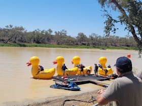 Inflatable ducks on the thomson River