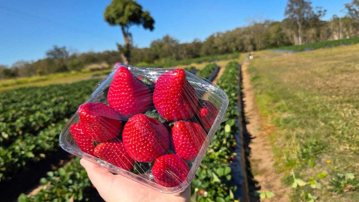 XL 500g strawberry punnet