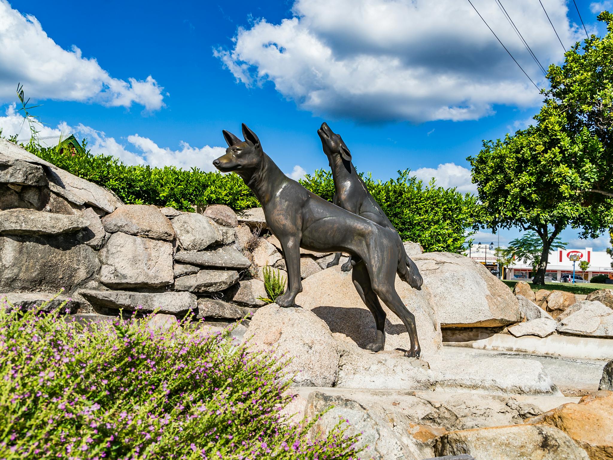 dingoes dingoes