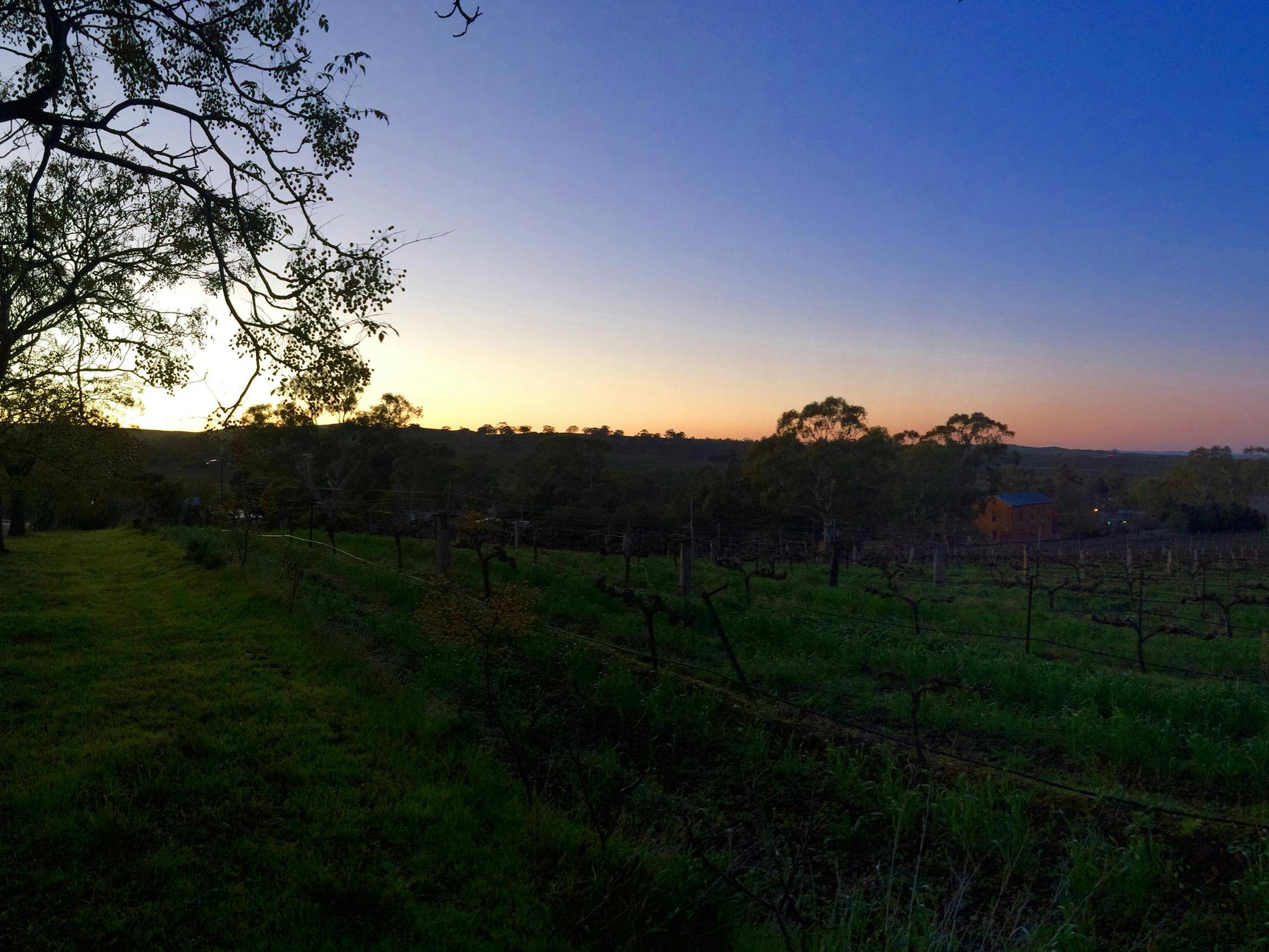 Johns block riesling waiting for the sun to warm them