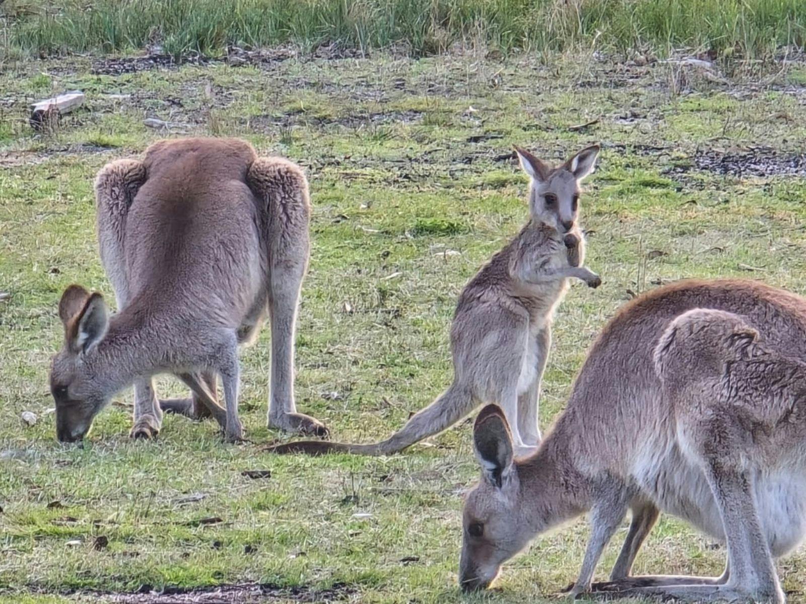 kangaroos grazing