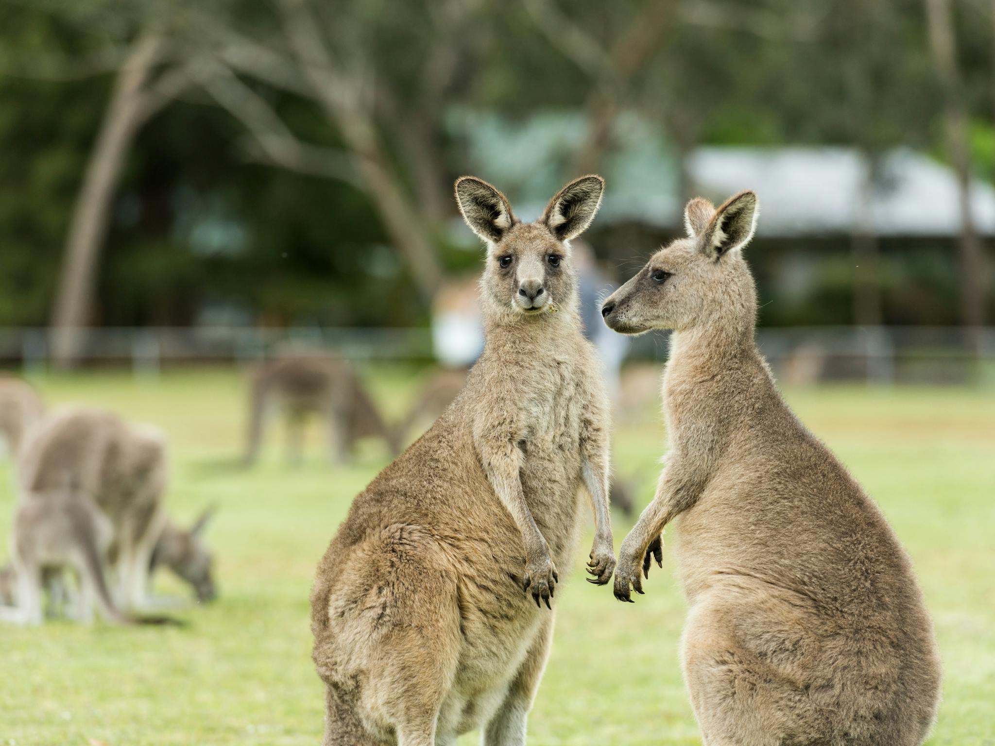Kangaroos Halls Gap, Grampians