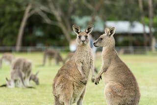 Wildlife Tours Australia - Victoria