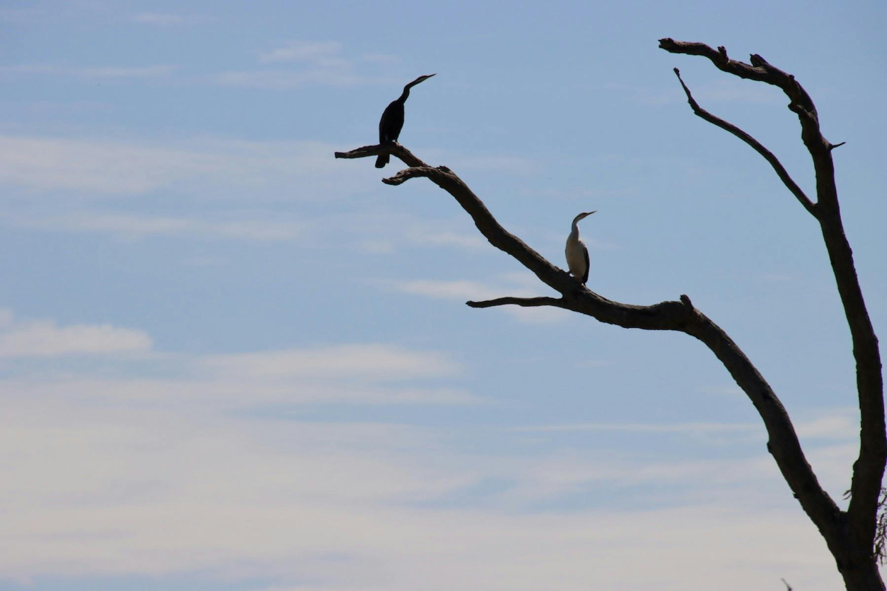 Murray River, Renmark