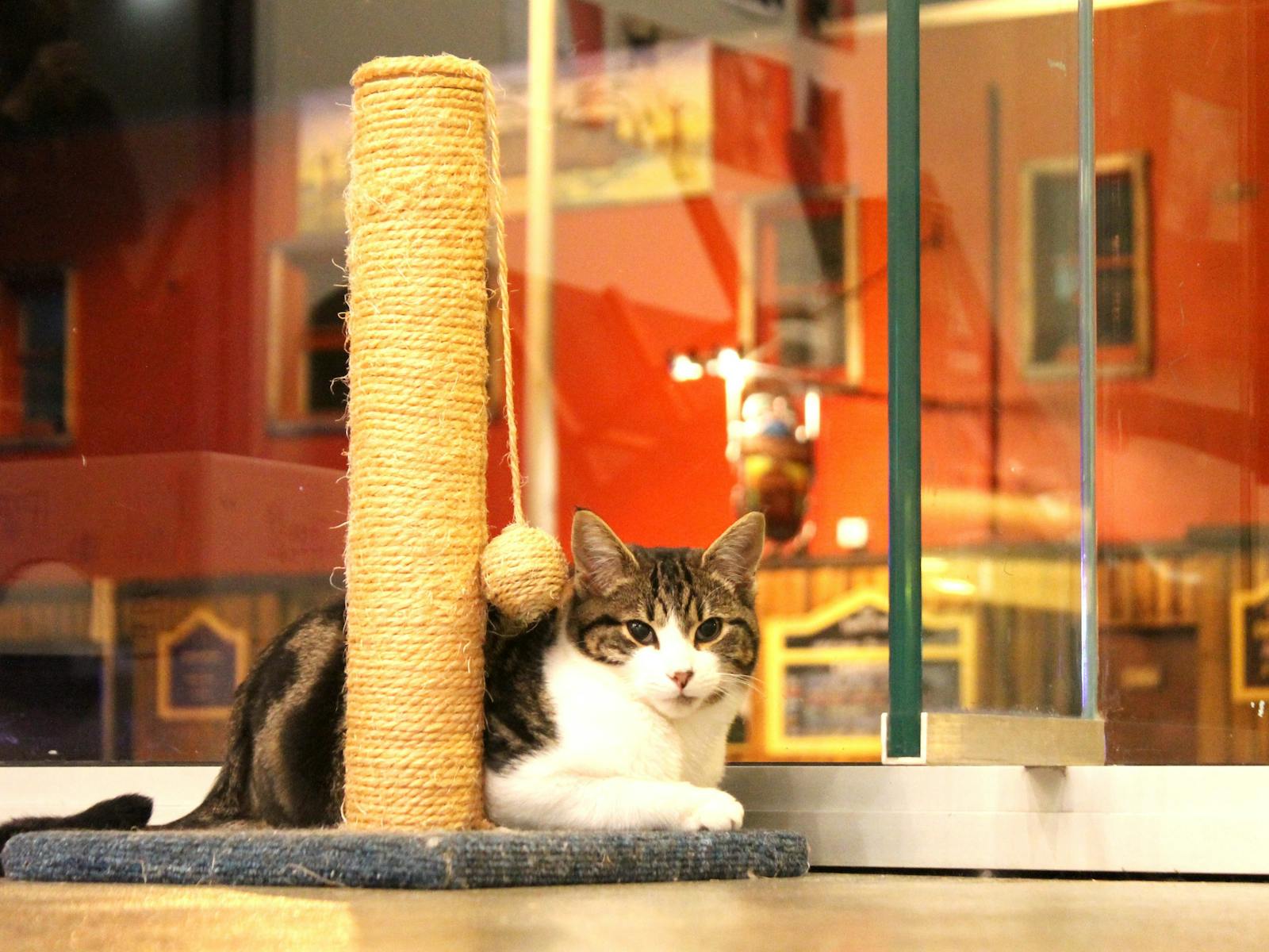 Hobart Cat Cafe Cat Pablo