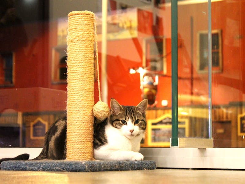 Hobart Cat Cafe Cat Pablo