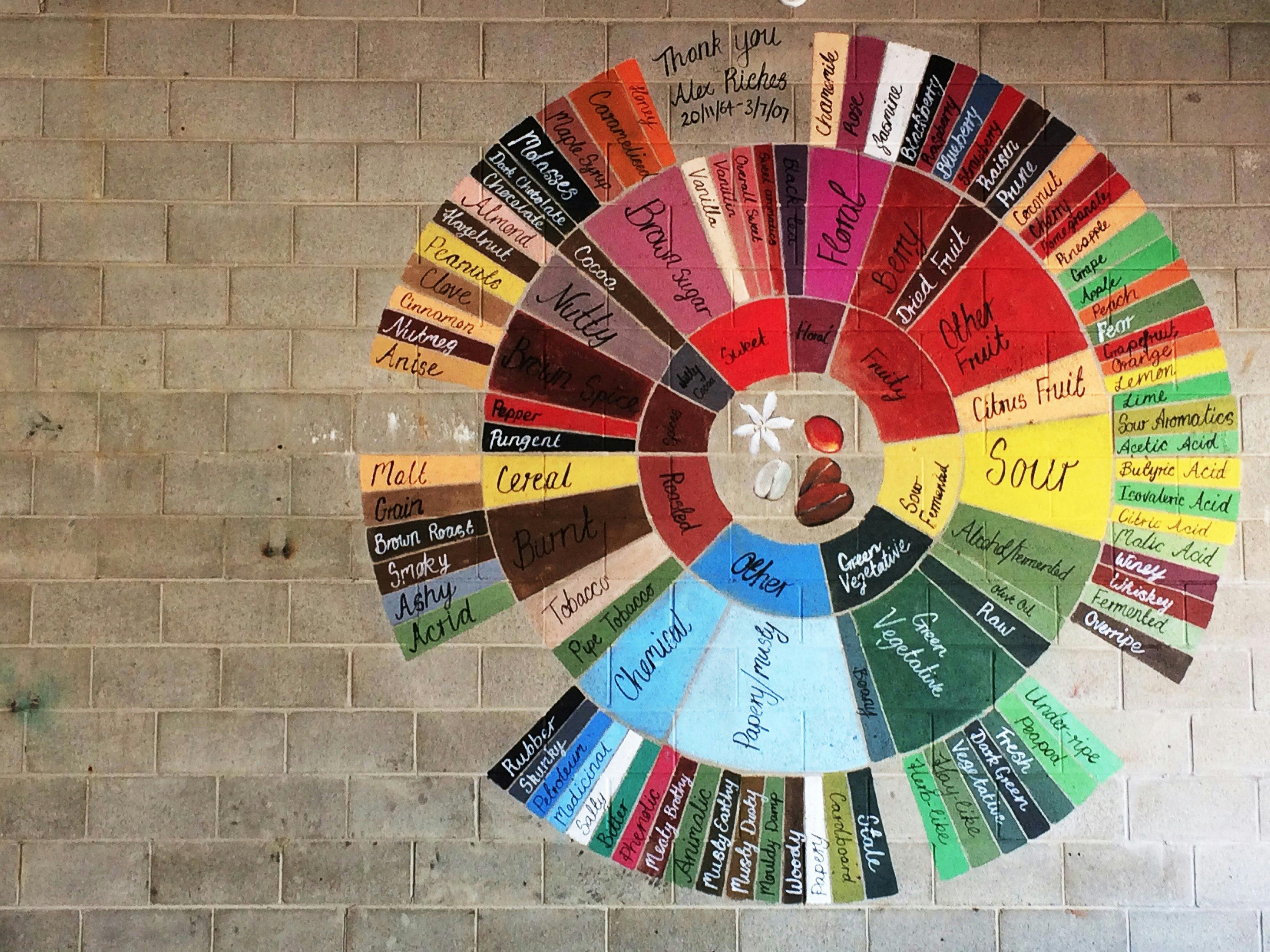 Coffee flavour wheel artwork on the wall