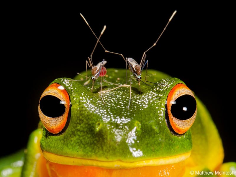 Image for 20 Years of Australian Geographic Nature Photographer of the Year