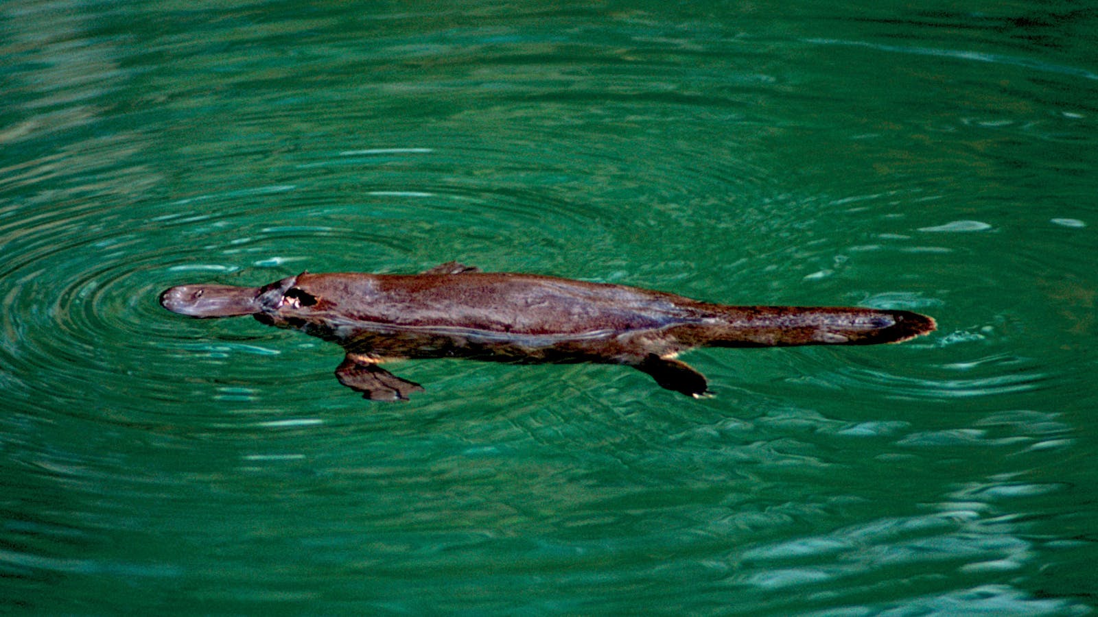 Explore the Mackay Region in One Day