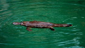 Spot a platypus in Broken River