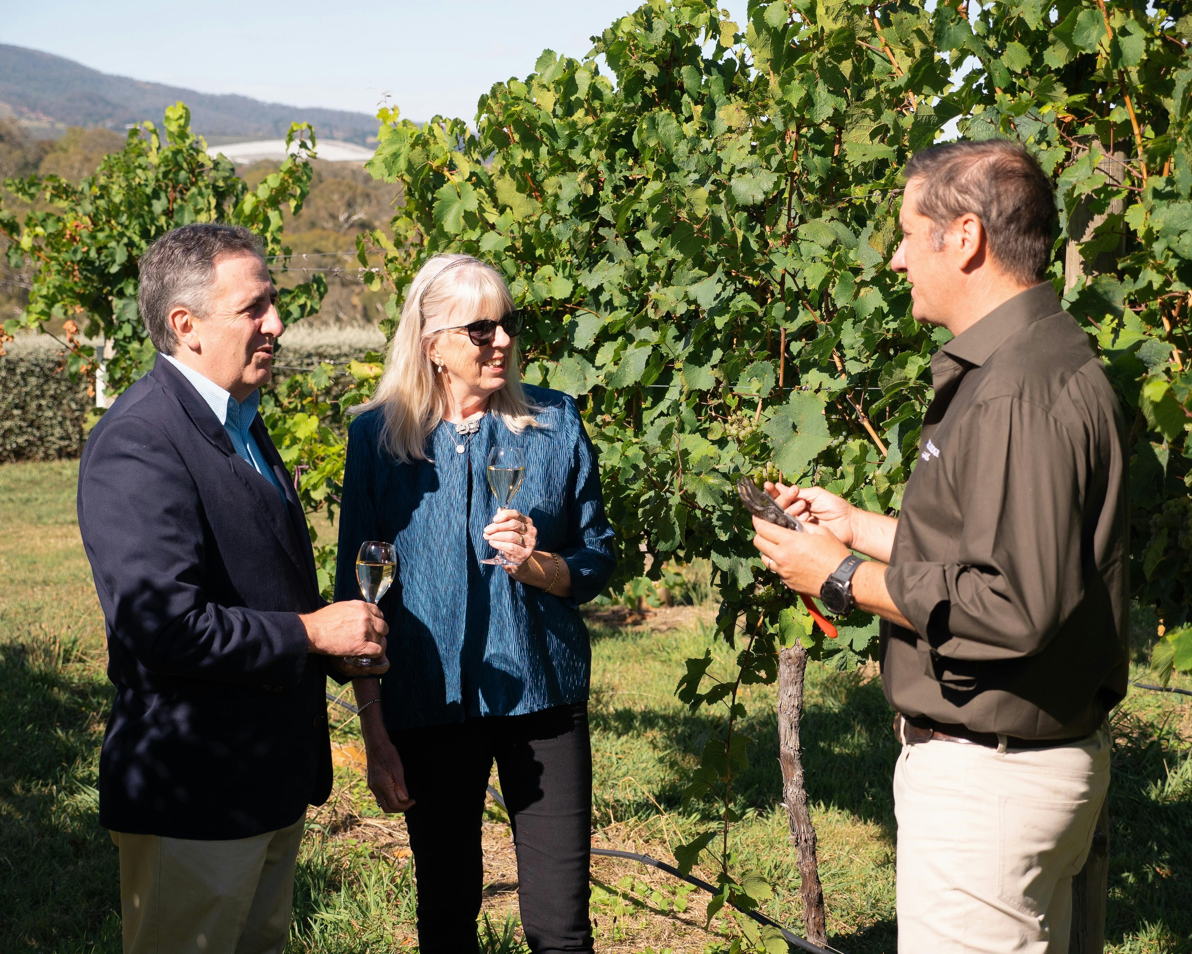 Tom Ward Swinging Bridge Winemaker in vineyard with two guests